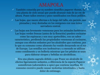 AMAPOLA
 También conocida por su nombre científico papaver rhoeas, Es
una planta de ciclo anual que puede alcanzar más de 50 cm de
altura. Posee tallos erectos y poco ramificados con finos pelillos.
 Las hojas, que nacen alternas a lo largo del tallo, sin peciolo, son
pinnadas y muy dentadas en los márgenes con una única
nervadura central.
 Las hojas son levemente venenosas para los animales herbívoros.
Las hojas verdes frescas (antes de la floración) pueden cocinarse
como las espinacas y son muy apetecibles, con un sabor
característico, perdiendo las propiedades venenosas al cocinarse,
aunque con efectos sedantes por los alcaloides que contiene, por
lo que su consumo como alimento ha venido decayendo en el sur
de Europa. Las semillas son inofensivas y a menudo se utilizan
como condimento y en bollería mientras que los pétalos se usan
para elaborar siropes y bebidas no alcohólicas.
 Era una planta sagrada debido a que Posee un alcaloide de
efectos ligeramente sedantes, a diferencia de la especie Papaver
somniferum (adormidera u opio) que contiene morfina. El
consumo excesivo puede causar molestias intestinales, y hasta
dolor de estómago.
 