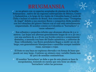 BRUGMANSIA
 es un género con 10 especies aceptadas de plantas de la familia
Solanaceae2 , nativo de las regiones subtropicales de México, Centro
y Sudamérica, a lo largo de los Andes de Colombia hasta el norte de
Chile e incluso el sudeste de Brasil. Son conocidas como "Trompetas
de Ángel" debido a sus enormes flores y comparten dicho nombre
con los toloaches del género Datura con el cual está estrechamente
emparentado. El nombre común en Colombia es "borrachero" o
‘cacao sabanero’.
 Son arbustos o pequeños árboles que alcanzan alturas de 3 a 11
metros. Las hojas son alternas generalmente largas de 10 a 30 cm y
con una anchura de 4 a 18 cm con bordes enteros o someramente
dentados, a menudo con base del limbo asimétrica, y cubiertas de
finas vellosidades. Las flores pendulares llegan a medir 30 cm de
largo; son generalmente blanquecinas o amarillas aunque también
rosas, naranjas o rojas.
 El fruto es una baya no espinosa obovada o en forma de huso que
puede ser muy largo. Contiene un número muy variable (hasta más
de 300) de semillas centimétricas.
 El nombre ‘borrachero’ se debe a que de esta planta se hace la
escopolamina, teniendo en cuenta que esta tiene un efecto
‘borrachero’ sobre las personas
 