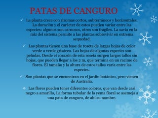 PATAS DE CANGURO
 La planta crece con rizomas cortos, subterráneos y horizontales.
La duración y el carácter de estos pueden variar entre las
especies: algunos son carnosos, otros son frágiles. La savia en la
raíz del sistema permite a las plantas sobrevivir en extrema
sequedad.
 Las plantas tienen una base de roseta de largas hojas de color
verde a verde grisáceo. Las hojas de algunas especies son
peludas. Desde el corazón de esta roseta surgen largos tallos sin
hojas, que pueden llegar a los 2 m, que termina en un racimo de
flores. El tamaño y la altura de estos tallos varía entre las
especies.
 Son plantas que se encuentran en el jardín botánico, pero vienen
de Australia.
 Las flores pueden tener diferentes colores, que van desde casi
negro a amarillo, La forma tubular de la yema floral se asemeja a
una pata de canguro, de ahí su nombre.
 