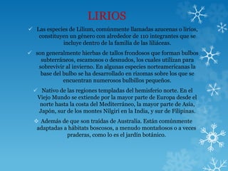 LIRIOS
 Las especies de Lilium, comúnmente llamadas azucenas o lirios,
constituyen un género con alrededor de 110 integrantes que se
incluye dentro de la familia de las liliáceas.
 son generalmente hierbas de tallos frondosos que forman bulbos
subterráneos, escamosos o desnudos, los cuales utilizan para
sobrevivir al invierno. En algunas especies norteamericanas la
base del bulbo se ha desarrollado en rizomas sobre los que se
encuentran numerosos bulbillos pequeños.
 Nativo de las regiones templadas del hemisferio norte. En el
Viejo Mundo se extiende por la mayor parte de Europa desde el
norte hasta la costa del Mediterráneo, la mayor parte de Asia,
Japón, sur de los montes Nilgiri en la India, y sur de Filipinas.
 Además de que son traídas de Australia. Están comúnmente
adaptadas a hábitats boscosos, a menudo montañosos o a veces
praderas, como lo es el jardín botánico.
 