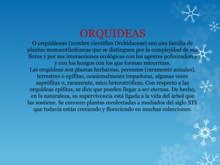 ORQUIDEAS
O orquidáceas (nombre científico Orchidaceae) son una familia de
plantas monocotiledóneas que se distinguen por la complejidad de sus
flores y por sus interacciones ecológicas con los agentes polinizadores
y con los hongos con los que forman micorrizas.
Las orquídeas son plantas herbáceas, perennes (raramente anuales),
terrestres o epífitas, ocasionalmente trepadoras, algunas veces
saprófitas o, raramente, mico heterotróficas. Con respecto a las
orquídeas epífitas, se dice que pueden llegar a ser eternas. De hecho,
en la naturaleza, su supervivencia está ligada a la vida del árbol que
las sostiene. Se conocen plantas recolectadas a mediados del siglo XIX
que todavía están creciendo y floreciendo en muchas colecciones.
 
