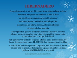 HIBERNADERO
Se pueden encontrar varios diferentes invernaderos climatizados a
diferentes temperaturas donde se exhibe la flora
de las diferentes regiones y pisos térmicos de
Colombia, desde La Guajira, pasando por los
páramos de las alturas de los Andes colombianos
e incluyendo la Amazonia.
Nos explicaban que son diferentes espacios adaptados a ciertas
plantas que no se adaptan a un clima en especifico, ya que están
acostumbradas a otro tipo de habitad.
Por ejemplo: Un cactus no se puede adaptar a una zona húmeda. Por
lo que tiene que estar en un TROPICARIO de zonas secas y/o áridas.
A medida del recorrido por cada tropicario, nos dimos cuenta de que
en cada uno de ellos habitan algunas especies animales, además,
había un MARIPOSARIO y ya no está.
¿Qué pasó con el mariposario?
 