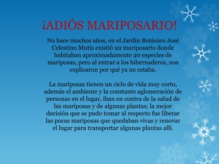 ¡ADIÓS MARIPOSARIO!
No hace muchos años, en el Jardín Botánico José
Celestino Mutis existió un mariposario donde
habitaban aproximadamente 20 especies de
mariposas, pero al entrar a los hibernaderos, nos
explicaron por qué ya no estaba.
La mariposas tienen un ciclo de vida muy corto,
además el ambiente y la constante aglomeración de
personas en el lugar, iban en contra de la salud de
las mariposas y de algunas plantas; la mejor
decisión que se pudo tomar al respecto fue liberar
las pocas mariposas que quedaban vivas y renovar
el lugar para transportar algunas plantas allí.
 