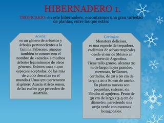 HIBERNADERO 1.
TROPICARIO: en este hibernadero, encontramos una gran variedad
de plantas, entre las que están:
Acacia:
es un género de arbustos y
árboles pertenecientes a la
familia Fabaceae, aunque
también se conoce con el
nombre de «acacia» a muchos
árboles leguminosos de otros
géneros. Existen unas 1.400
especies aceptadas, de las más
de 2.700 descritas en el
mundo.1 Unas 970 pertenecen
al género Acacia stricto sensu,
de las cuales 950 proceden de
Australia.
Cerimán:
Monstera deliciosa,
es una especie de trepadora,
endémica de selvas tropicales
desde el sur de México al
norte de Argentina.
Tiene tallo grueso, alcanza 20
m de largo; hojas grandes,
correosas, brillantes,
cordadas, de 20 a 90 cm de
largo x 20 a 80 cm de ancho.
En plantas nuevas son
pequeñas, enteras, sin
lóbulos ni agujeros. Fruto de
30 cm de largo x 3-5 cm de
diámetro, pareciendo una
oreja verde con escamas
hexagonales.
 