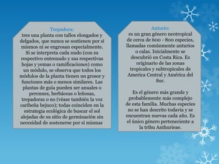 Trepadora:
tres una planta con tallos elongados y
delgados, que nunca se sostienen por sí
mismos ni se engrosan especialmente.
Si se interpreta cada nudo (con su
respectivo entrenudo y sus respectivas
hojas y yemas o ramificaciones) como
un módulo, se observa que todos los
módulos de la planta tienen un grosor y
funciones más o menos similares. Las
plantas de guía pueden ser anuales o
perennes, herbáceas o leñosas,
trepadoras o no (véase también la voz
caribeña bejuco); todas coinciden en la
estrategia ecológica de buscar el sol
alejadas de su sitio de germinación sin
necesidad de sostenerse por sí mismas.
Anturio:
es un gran género neotropical
de cerca de 600 - 800 especies,
llamadas comúnmente anturios
o calas. Inicialmente se
descubrió en Costa Rica. Es
originario de las zonas
tropicales y subtropicales de
America Central y América del
Sur.
Es el género más grande y
probablemente más complejo
de esta familia. Muchas especies
no se han descrito todavía y se
encuentran nuevas cada año. Es
el único género perteneciente a
la tribu Anthurieae.
 