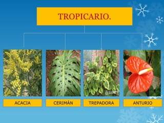 TROPICARIO.
ACACIA CERIMÁN TREPADORA ANTURIO
 