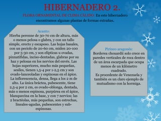 HIBERNADERO 2.
FLORA ORNAMENTAL DE CLIMA CÁLIDO: En este hibernadero
encontramos algunas plantas de formas extrañas.
Acanto:
Hierba perenne de 30-70 cm de altura, más
o menos pelosa o glabra, y con un tallo
simple, erecto y escaposo. Las hojas basales,
con un peciolo de 20-60 cm, miden 20-100
por 5-30 cm, y son elípticas u ovadas,
pinnatifidas, inciso-dentadas, glabras por su
haz y pelosas en los nervios del envés. Las
hojas superiores, mucho más pequeñas,
sesiles, tienen 1,5-4 por 1-2,5 cm y son
ovado-lanceoladas y espinosas en el ápice.
La inflorescencia, densa, llega a los 2 m de
alto. La única bráctea, pubescente, tiene
2,5-4 por 2 cm, es ovado-oblonga, dentada,
más o menos espinosa, purpúrea en el ápice,
blanquecina en la base, y con 7 nervios; las
2 bractéolas, más pequeñas, son estrechas,
lineales-agudas, pubescentes y sub-
espinosas.
Pirineo aragonés:
Borderea chouardii solo crece en
paredes verticales de roca dentro
de un área escarpada que ocupa
menos de un kilómetro
cuadrado.
Es procedente de Venezuela y
también es un claro ejemplo de
mutualismo con la hormiga.
 