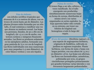 Pata de elefante:
son árboles xerófitos tropicales que
alcanzan de 6 a 10 metros de altura, con un
tronco de 20cm hasta 4m de diámetro. Las
plantas jóvenes están formadas por un sólo
tallo, el cual comienza a ramificar una vez
que alcanza su madurez sexual. Las hojas
son perennes, lineales, de 50 a 180 cm de
longitud y de 1.5 a 2 cm de ancho, con
textura coriácea y márgenes finamente
serrados. Las flores se producen solamente
en los ejemplares adultos, formando una
gran panícula de 75 a 110 cm de longitud.
Las flores individuales son muy numerosas
pero muy pequeñas (1.5 mm diámetro), de
color blanco verdoso y con seis tépalos.
Palma de corcho:
El tronco llega a ser alto, arbóreo, a
veces ramificado. En el tallo
emergente son producidas
simultáneamente numerosas hojas
en forma de corona, distribuidas al
mismo nivel o en varios
organizados en series espirales. La
hoja aparenta haber sido cortada
en su extremo, por tener sus
foliolos de longitud casi
homogénea a todo lo largo del
raquis.
El ave del paraíso: (Strelitzia reginae), es
una especie de angiosperma herbácea,
originaria de Sudáfrica, cultivada en
jardines en regiones tropicales. Planta
herbácea, con forma de mata y hojas con
largos pecíolos, con una altura de 1,5 m y
un diámetro 1,8 m. Las hojas son alternas,
las flores son hermafroditas, asimétricas,
polinizadas por aves, en grupos
cinciniformes protegidos primariamente
por grandes brácteas varias laterales y con
frecuencia largamente pedunculadas.
 