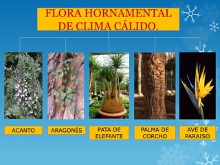 FLORA HORNAMENTAL
DE CLIMA CÁLIDO.
ACANTO ARAGONÉS PATA DE
ELEFANTE
PALMA DE
CORCHO
AVE DE
PARAISO
 