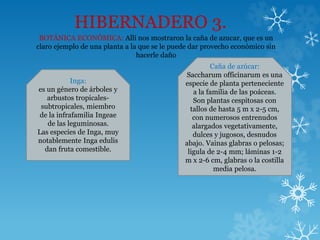 HIBERNADERO 3.
BOTÁNICA ECONÓMICA: Allí nos mostraron la caña de azucar, que es un
claro ejemplo de una planta a la que se le puede dar provecho económico sin
hacerle daño
Inga:
es un género de árboles y
arbustos tropicales-
subtropicales, miembro
de la infrafamilia Ingeae
de las leguminosas.
Las especies de Inga, muy
notablemente Inga edulis
dan fruta comestible.
Caña de azúcar:
Saccharum officinarum es una
especie de planta perteneciente
a la familia de las poáceas.
Son plantas cespitosas con
tallos de hasta 5 m x 2-5 cm,
con numerosos entrenudos
alargados vegetativamente,
dulces y jugosos, desnudos
abajo. Vainas glabras o pelosas;
ligula de 2-4 mm; láminas 1-2
m x 2-6 cm, glabras o la costilla
media pelosa.
 