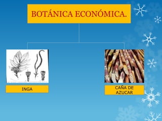BOTÁNICA ECONÓMICA.
INGA CAÑA DE
AZUCAR
 