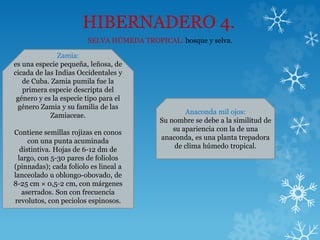 HIBERNADERO 4.
SELVA HÚMEDA TROPICAL: bosque y selva.
Zamia:
es una especie pequeña, leñosa, de
cicada de las Indias Occidentales y
de Cuba. Zamia pumila fue la
primera especie descripta del
género y es la especie tipo para el
género Zamia y su familia de las
Zamiaceae.
Contiene semillas rojizas en conos
con una punta acuminada
distintiva. Hojas de 6-12 dm de
largo, con 5-30 pares de foliolos
(pinnadas); cada foliolo es lineal a
lanceolado u oblongo-obovado, de
8-25 cm × 0,5-2 cm, con márgenes
aserrados. Son con frecuencia
revolutos, con peciolos espinosos.
Anaconda mil ojos:
Su nombre se debe a la similitud de
su apariencia con la de una
anaconda, es una planta trepadora
de clima húmedo tropical.
 