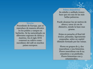 Palma alejandrina:
Su esbelto y anillado tronco
hace que sea una de las más
bellas palmeras.
Puede alcanzar los 30 metros de
altura y unos 20 cm de
diámetro, siendo la base mas
gruesa.
Hojas en penacho al final del
tronco, pinnadas, ligeramente
arqueadas, sobre un capitel
dilatado formado por las vainas.
Flores en grupos de 3, dos
masculinas y una femenina.
Flores masculinas con 8-24
estambres y un pistilodio.
Flores femeninas con 3
estaminodios.
Xicoria:
Procedente de Europa, que se
reproduce de manera silvestre
en los prádos y campos en
barbecho. Se ha naturalizado en
diferentes regiones de Africa y
América. En el siglo XVII
comenzó su cultivo como
sucedáneo del café en muchos
paises europeos.
 