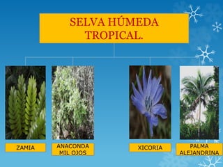 SELVA HÚMEDA
TROPICAL.
ZAMIA ANACONDA
MIL OJOS
XICORIA PALMA
ALEJANDRINA
 