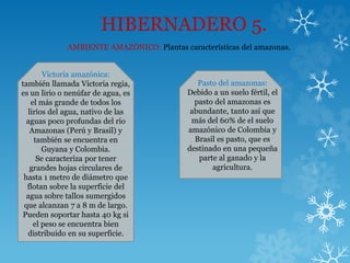 HIBERNADERO 5.
AMBIENTE AMAZÓNICO: Plantas características del amazonas.
Victoria amazónica:
también llamada Victoria regia,
es un lirio o nenúfar de agua, es
el más grande de todos los
lirios del agua, nativo de las
aguas poco profundas del río
Amazonas (Perú y Brasil) y
también se encuentra en
Guyana y Colombia.
Se caracteriza por tener
grandes hojas circulares de
hasta 1 metro de diámetro que
flotan sobre la superficie del
agua sobre tallos sumergidos
que alcanzan 7 a 8 m de largo.
Pueden soportar hasta 40 kg si
el peso se encuentra bien
distribuido en su superficie.
Pasto del amazonas:
Debido a un suelo fértil, el
pasto del amazonas es
abundante, tanto así que
más del 60% de el suelo
amazónico de Colombia y
Brasil es pasto, que es
destinado en una pequeña
parte al ganado y la
agricultura.
 