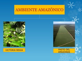 AMBIENTE AMAZÓNICO
PASTO DEL
AMAZONAS
VICTORIA REGIA
 