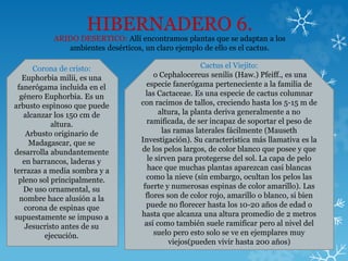 HIBERNADERO 6.
ARIDO DESERTICO: Allí encontramos plantas que se adaptan a los
ambientes desérticos, un claro ejemplo de ello es el cactus.
Corona de cristo:
Euphorbia milii, es una
fanerógama incluida en el
género Euphorbia. Es un
arbusto espìnoso que puede
alcanzar los 150 cm de
altura.
Arbusto originario de
Madagascar, que se
desarrolla abundantemente
en barrancos, laderas y
terrazas a media sombra y a
pleno sol principalmente.
De uso ornamental, su
nombre hace alusión a la
corona de espinas que
supuestamente se impuso a
Jesucristo antes de su
ejecución.
Cactus el Viejito:
o Cephalocereus senilis (Haw.) Pfeiff., es una
especie fanerógama perteneciente a la familia de
las Cactaceae. Es una especie de cactus columnar
con racimos de tallos, creciendo hasta los 5-15 m de
altura, la planta deriva generalmente a no
ramificada, de ser incapaz de soportar el peso de
las ramas laterales fácilmente (Mauseth
Investigación). Su característica más llamativa es la
de los pelos largos, de color blanco que posee y que
le sirven para protegerse del sol. La capa de pelo
hace que muchas plantas aparezcan casi blancas
como la nieve (sin embargo, ocultan los pelos las
fuerte y numerosas espinas de color amarillo). Las
flores son de color rojo, amarillo o blanco, si bien
puede no florecer hasta los 10-20 años de edad o
hasta que alcanza una altura promedio de 2 metros
así como también suele ramificar pero al nivel del
suelo pero esto solo se ve en ejemplares muy
viejos(pueden vivir hasta 200 años)
 