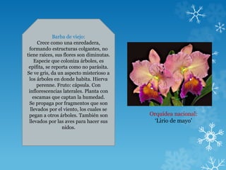 Barba de viejo:
Crece como una enredadera,
formando estructuras colgantes, no
tiene raíces, sus flores son diminutas.
Especie que coloniza árboles, es
epífita, se reporta como no parásita.
Se ve gris, da un aspecto misterioso a
los árboles en donde habita. Hierva
perenne. Fruto: cápsula. Con
inflorescencias laterales. Planta con
escamas que captan la humedad.
Se propaga por fragmentos que son
llevados por el viento, los cuales se
pegan a otros árboles. También son
llevados por las aves para hacer sus
nidos.
Orquídea nacional:
‘Lirio de mayo’
 