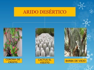 ARIDO DESÉRTICO
CORONA DE
CRISTO
CACTUS EL
VIEJITO
BARBA DE VIEJO
 