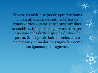 En este recorrido se puede apreciar fauna
y flora alrededor de seis hectáreas de
zonas verdes y es fácil encontrar ardillas,
armadillos, búhos, tortugas y morrocoyes,
así como más de 80 especies de aves de
jardín. Sin dejar de lado insectos como
mariposas y animales de sangre fría como
las iguanas y los lagartos.
 