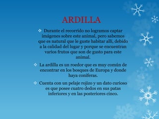 ARDILLA
 Durante el recorrido no logramos captar
imágenes sobre este animal, pero sabemos
que es natural que le guste habitar allí, debido
a la calidad del lugar y porque se encuentran
varios frutos que son de gusto para este
animal.
 La ardilla es un roedor que es muy común de
encontrar en los bosques de Europa y donde
haya coníferas.
 Cuenta con un pelaje rojizo y un dato curioso
es que posee cuatro dedos en sus patas
inferiores y en las posteriores cinco.
 