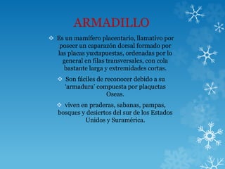 ARMADILLO
 Es un mamífero placentario, llamativo por
poseer un caparazón dorsal formado por
las placas yuxtapuestas, ordenadas por lo
general en filas transversales, con cola
bastante larga y extremidades cortas.
 Son fáciles de reconocer debido a su
‘armadura’ compuesta por plaquetas
Oseas.
 viven en praderas, sabanas, pampas,
bosques y desiertos del sur de los Estados
Unidos y Suramérica.
 