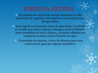 TORTUGA JICOTEA
 En general son carnívoras aunque consumen un alto
porcentaje de vegetales, Esta especie es reconocida como
de agua dulce.
 Esta especie es reconocida como de agua dulce, su hábitat
es variado que incluye lagunas, ciénagas, pozos artificiales,
áreas inundables de ríos y riberas, y en áreas cubiertas por
vegetación acuática como el buchón de agua.
 Controlador de insectos, y sirve de alimento para aves
carnívoras al igual que algunos mamíferos.
 