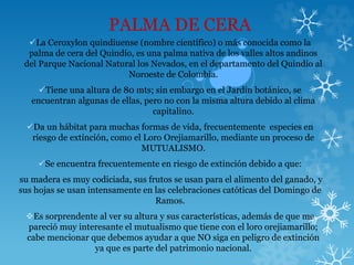 PALMA DE CERA
La Ceroxylon quindiuense (nombre científico) o más conocida como la
palma de cera del Quindío, es una palma nativa de los valles altos andinos
del Parque Nacional Natural los Nevados, en el departamento del Quindío al
Noroeste de Colombia.
Tiene una altura de 80 mts; sin embargo en el Jardín botánico, se
encuentran algunas de ellas, pero no con la misma altura debido al clima
capitalino.
Da un hábitat para muchas formas de vida, frecuentemente especies en
riesgo de extinción, como el Loro Orejiamarillo, mediante un proceso de
MUTUALISMO.
Se encuentra frecuentemente en riesgo de extinción debido a que:
su madera es muy codiciada, sus frutos se usan para el alimento del ganado, y
sus hojas se usan intensamente en las celebraciones catóticas del Domingo de
Ramos.
Es sorprendente al ver su altura y sus características, además de que me
pareció muy interesante el mutualismo que tiene con el loro orejiamarillo;
cabe mencionar que debemos ayudar a que NO siga en peligro de extinción
ya que es parte del patrimonio nacional.
 