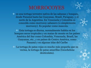 MORROCOYES
 es una tortuga terrestre nativa de las sabanas y bosques,
desde Panamá hasta las Guayanas, Brasil, Paraguay, y el
norte de la Argentina. En Venezuela y Colombia es
conocida como morrocoy sabanero (o simplemente
morrocoy). Es popular como mascota.
 Esta tortuga es diurna, normalmente habita en los
bosques secos tropicales y en matas de monte en los países
América del Sur como Colombia, Venezuela, Brasil, las
Guayanas, etc., y en países de Centro América, como
Panamá y en algunas islas del Caribe
 La tortuga de patas rojas es mucho más pequeña que su
vecina, la tortuga de patas amarillas (Geochelone
denticulata).
 