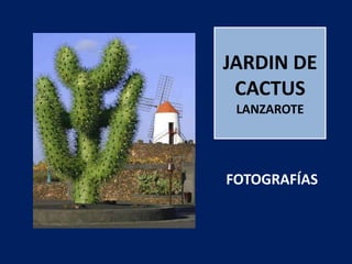 JARDIN DE CACTUSLANZAROTE FOTOGRAFÍAS  