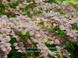 La nature est un temple où de vivants piliers Laissent parfois sortir de confuses paroles; 
