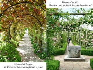 Tes roses d'amitié, Illuminent mon jardin de leur touchante beauté Mon ami jardinier... Et tes roses d'Écosse au parfum de mystère 