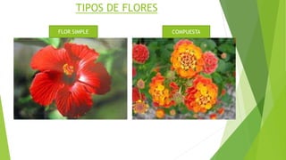 TIPOS DE FLORES
FLOR SIMPLE COMPUESTA
 