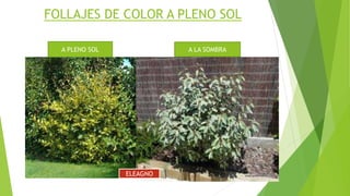 FOLLAJES DE COLOR A PLENO SOL
A PLENO SOL A LA SOMBRA
ELEAGNO
 