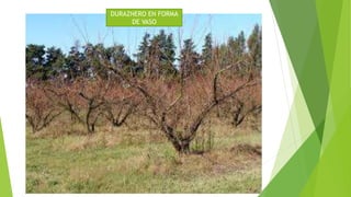 DURAZNERO EN FORMA
DE VASO
 