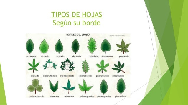 tipos de hojas según su borde 9 partes de una tipos de hojas según su borde 9 partes de una