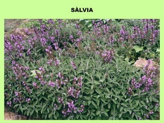 SÀLVIA 
 