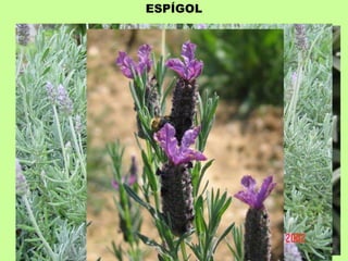ESPÍGOL 
 
