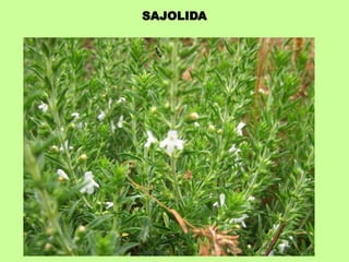 SAJOLIDA 
 