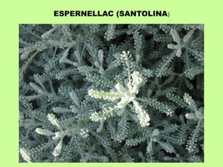 ESPERNELLAC (SANTOLINA) 
 