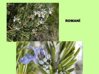 ROMANÍ 
 