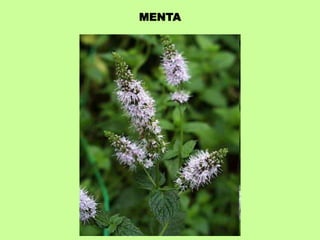 MENTA 
 