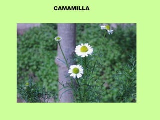 CAMAMILLA 
 