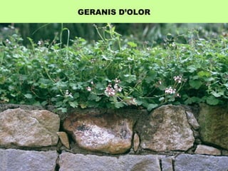 GERANIS D’OLOR 
 