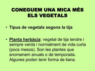 CONEGUEM UNA MICA MÉS 
ELS VEGETALS 
• Tipus de vegetals segons la tija 
• Planta herbàcia: vegetal de tija tendre i 
sempre verda i normalment de vida curta 
(pocs mesos). Son les plantes que 
anomenem anuals o de temporada. 
Algunes poden tenir forma de liana. 
 