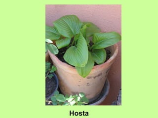 Hosta 
 