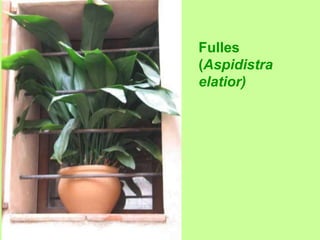 Fulles 
(Aspidistra 
elatior) 
 