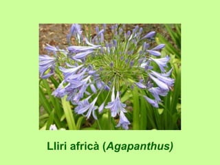 Lliri africà (Agapanthus) 
 