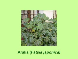 Aràlia (Fatsia japonica) 
 
