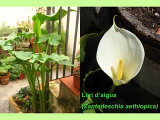 Lliri d’aigua 
(Zantedeschia aethiopica) 
 